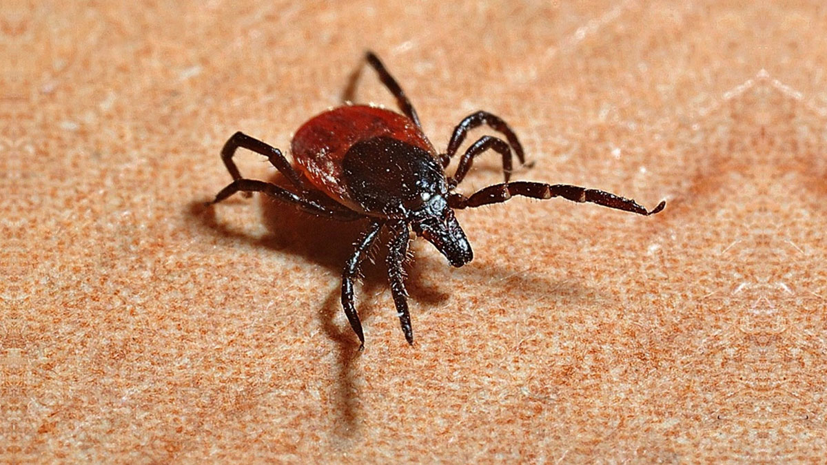 Cildinize yapışan kenenin başına dikkat edin! Uzmanı uyardı, sakın bunu yapmayın