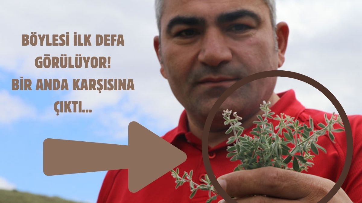 Ankara Çankırı sınırında keşfedildi! Böylesi ilk kez görülüyor: Türkiye'de bulunan 8. tür oldu