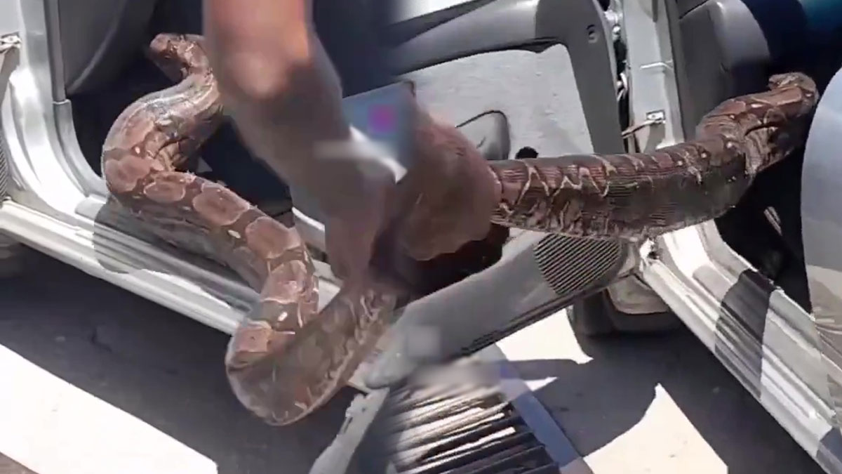 Arabasına giren 1,20 metrelik yılanı elleriyle çıkardı! Tüyleri diken diken eden anlar kamerada