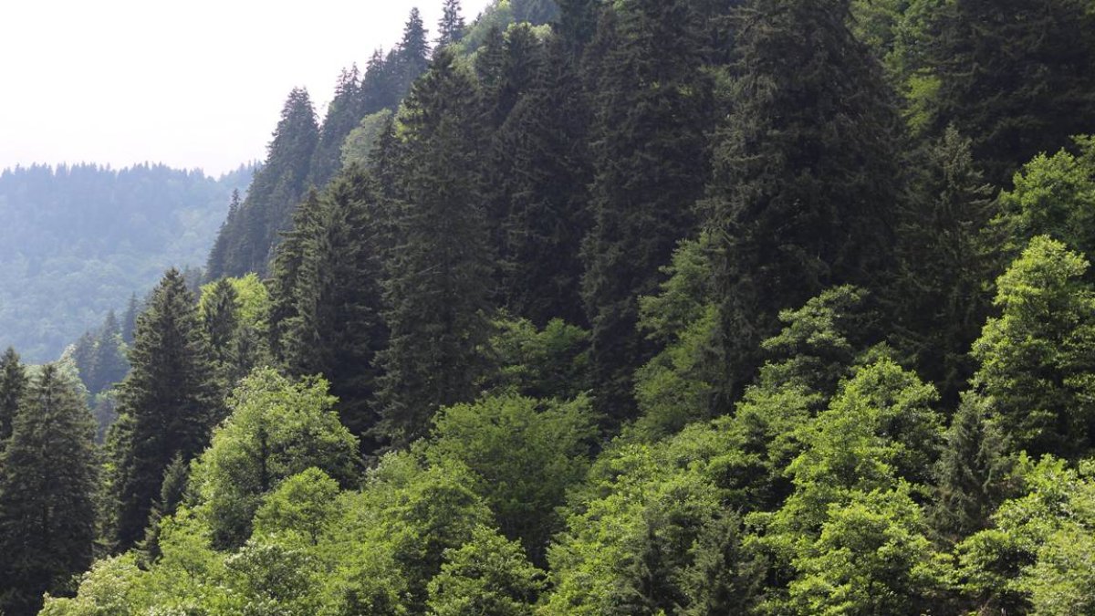 Çanakkale'de ormanlara giriş yasağı