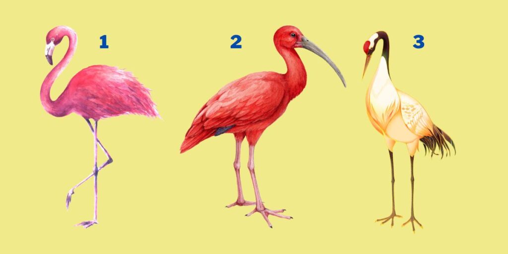Kişilik testi Bu 3 kuştan birini seçerek sizin için en