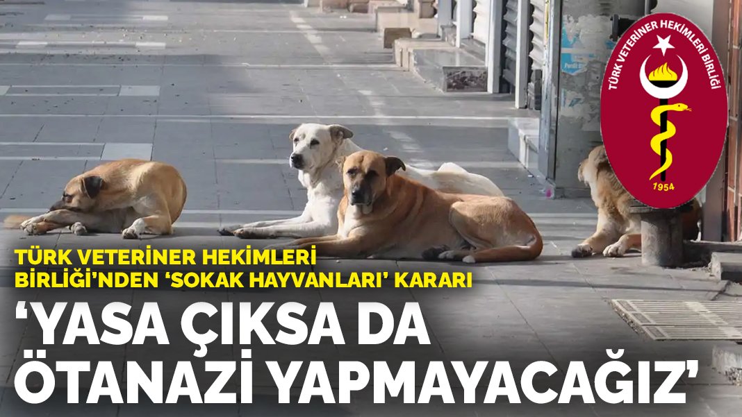 Türk Veteriner Hekimleri Birliği nden 'sokak hayvanları' kararı Yasa çıksa