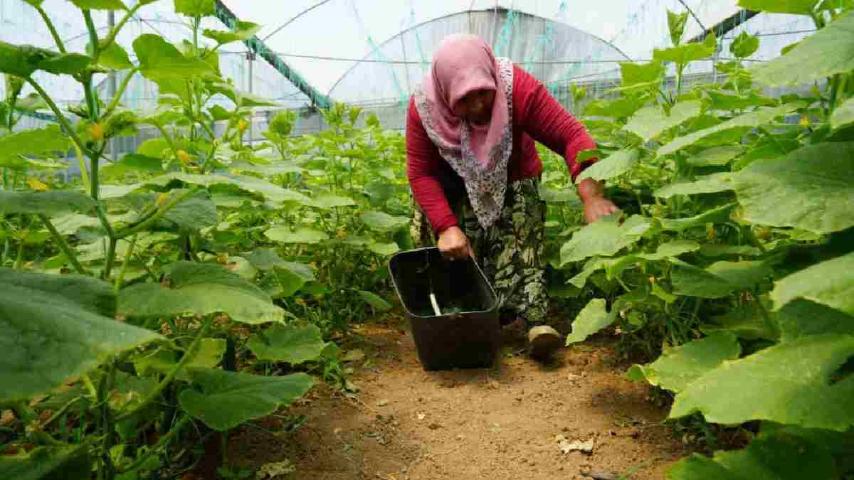 Marmara'nın küçük Antalya'sı olarak biliniyor köylerde ekiliyor Yılda 3 kez