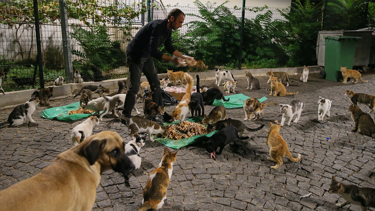 Son ankette Türk halkının neredeyse tamamı AK Parti'nin 'hayvan itlafı' teklifine karşı: Öldürmeyelim besleyelim