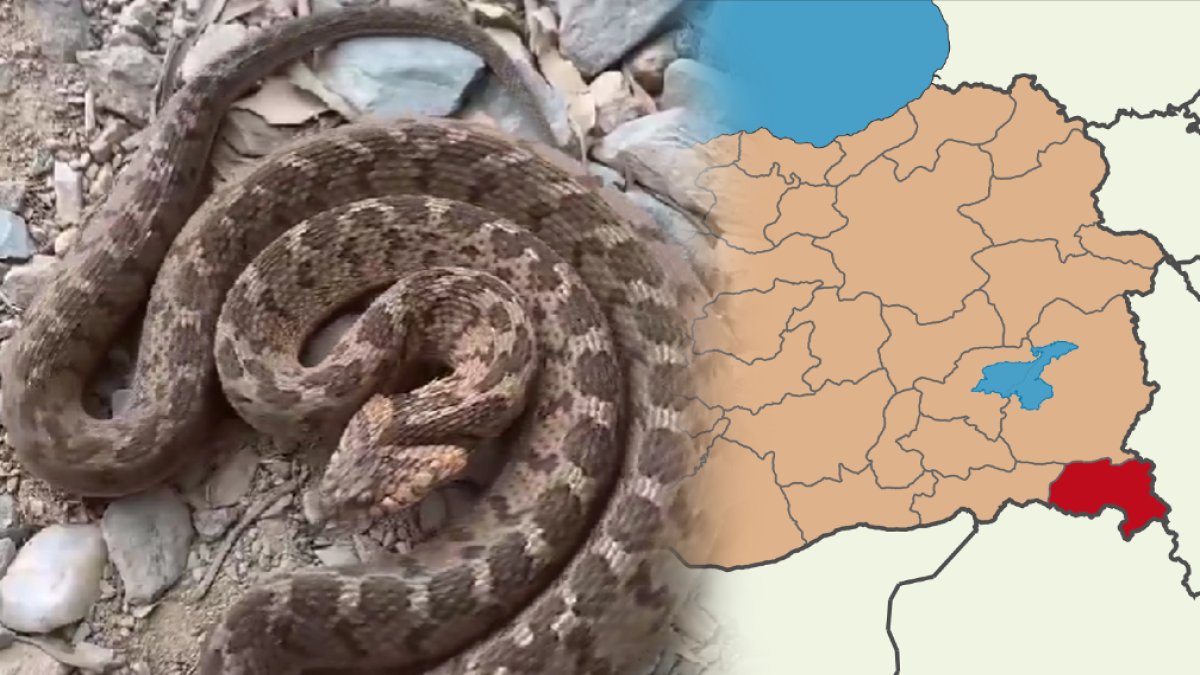 Türkiye'nin en zehirli yılanı bir ilde daha ortaya çıktı! Bir ısırığıyla öldürüyor... O anlar kayıt altında