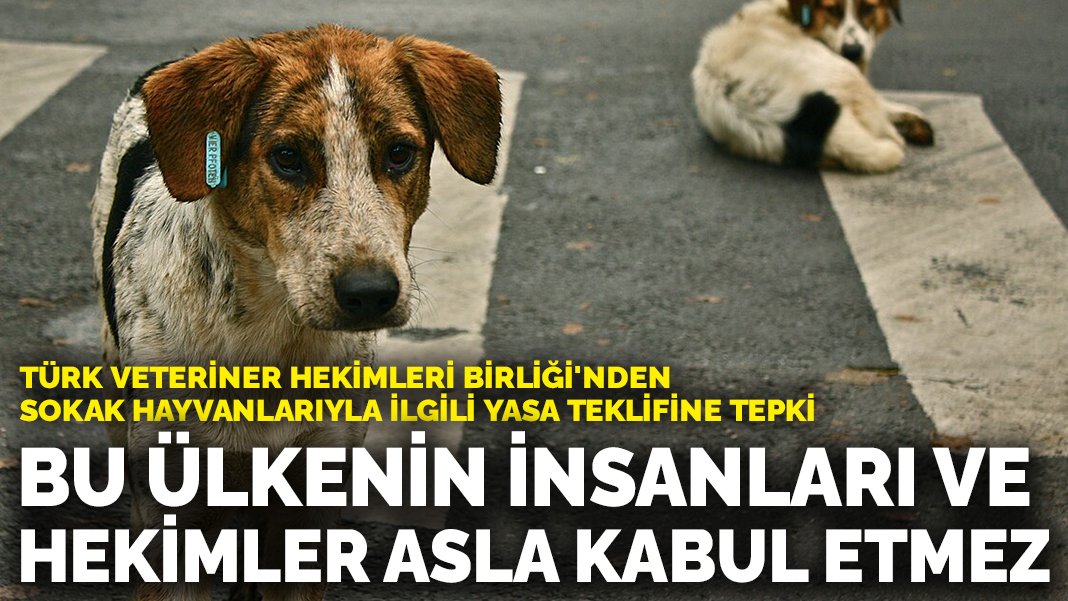 Türk Veteriner Hekimleri Birliği'nden sokak hayvanlarıyla ilgili yasa teklifine tepki