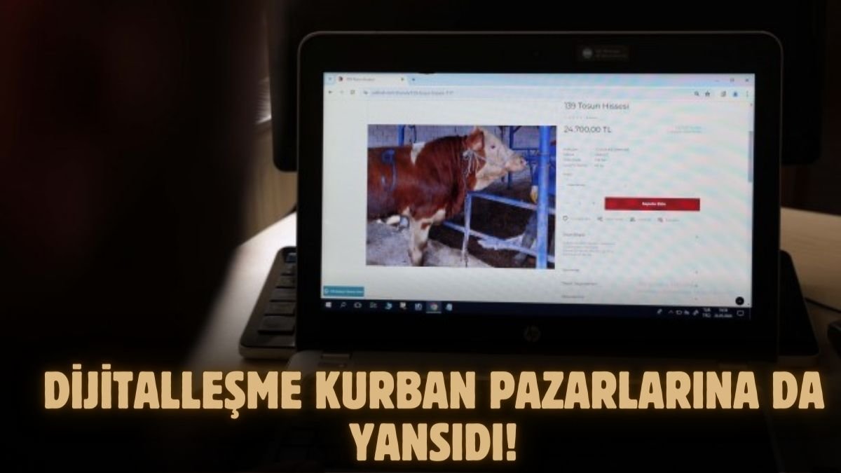Türkiye'de kurbanlık satışında bir ilk Sivaslı işletmeci dijital kurban pazarı