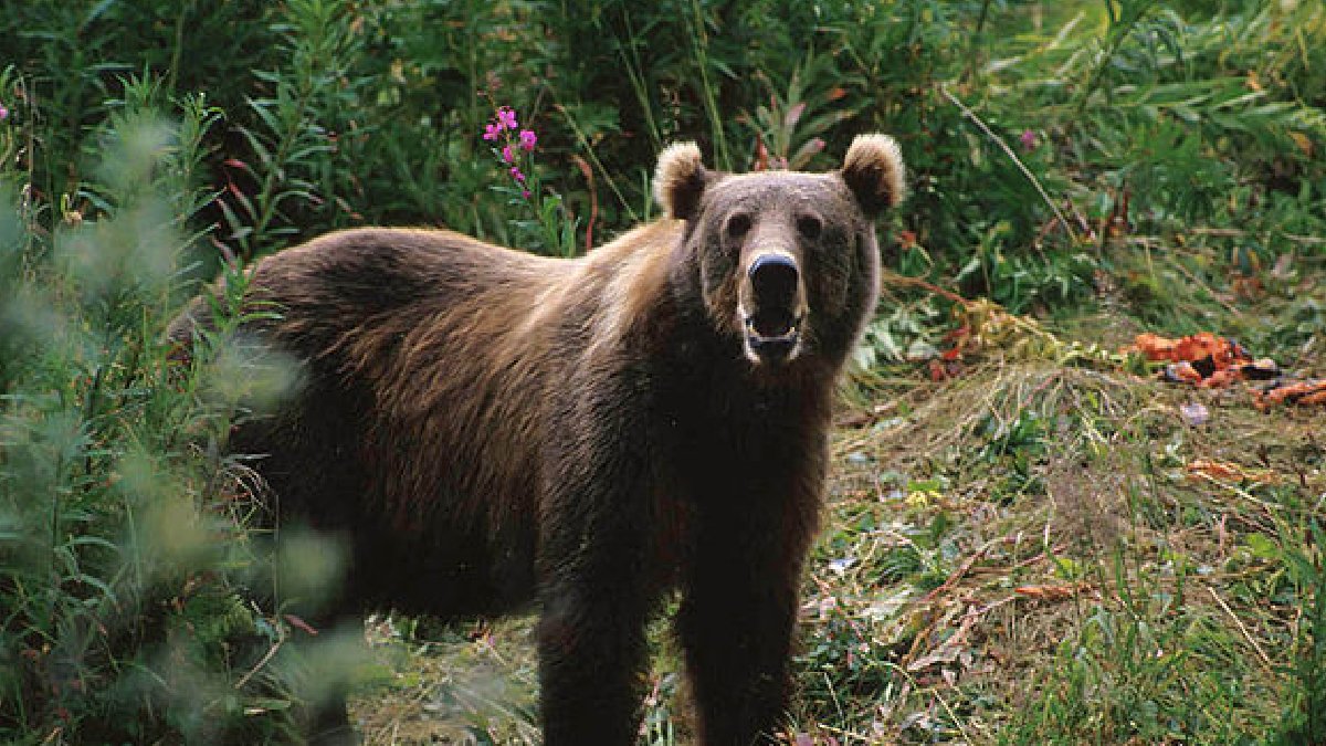 Az pişmiş ayı eti yiyen ailede beyin kurduna rastlandı