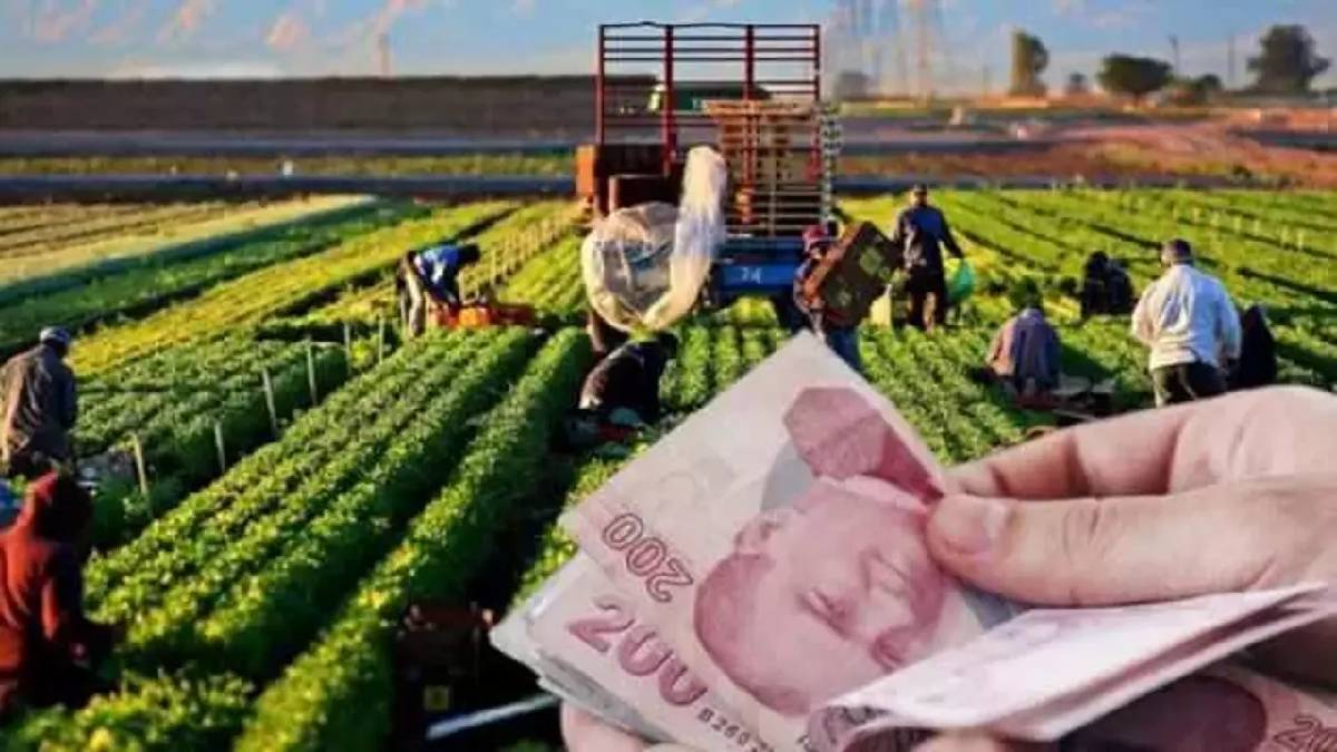 Çiftçiler dikkat hasat ücretleri belli oldu Biçerdöver saman balyalama pamuk