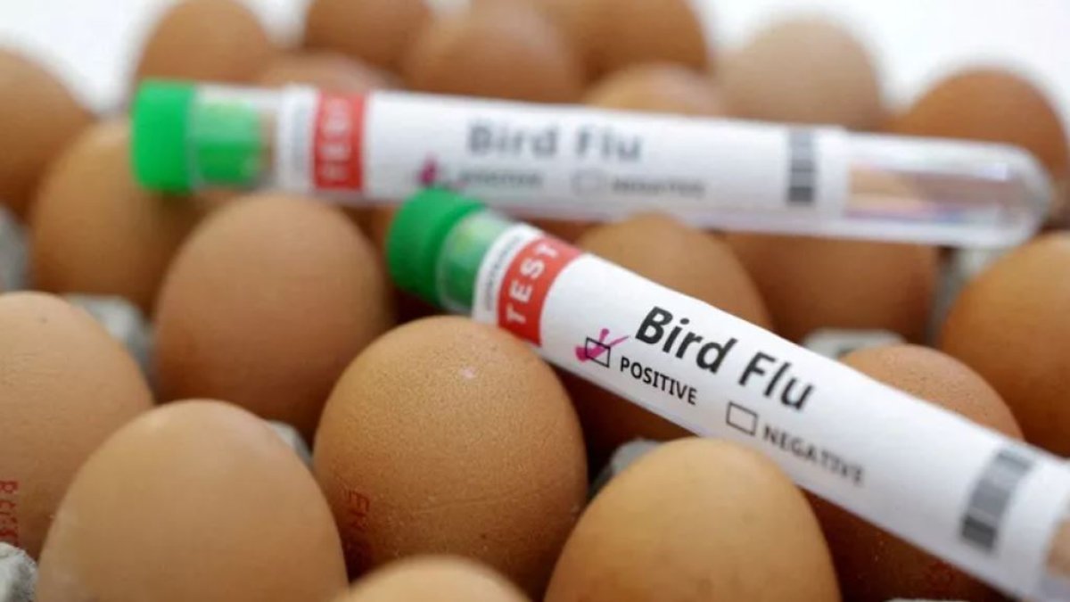 Avustralya'da kuş gribi alarmı 500 binden fazla tavuk itlaf edilecek