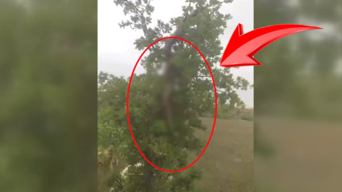 O ilimiz yılan adasına döndü! Türkiye'de görülen en büyük yılan olabilir: Görüntüler dehşete düşürdü