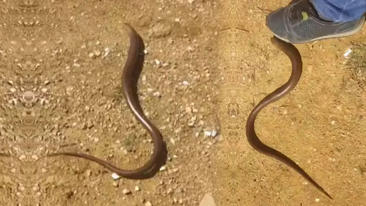 Yılana benziyor fakat değil: Sakın öldürmeyin! Uzman isim, doğaya faydalarını anlattı