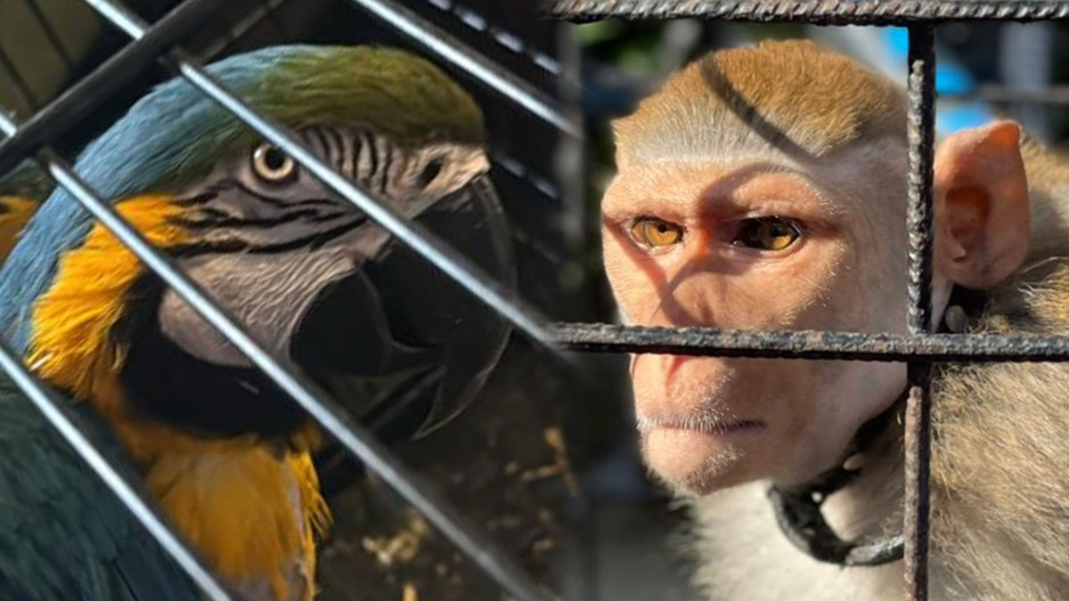 Ele geçirilen kaçak hayvanlar şoke etti: Yılan, maymun, kuş! Türkiye Bankalar Birliği ve MASAK ortak çalışma yürüttü