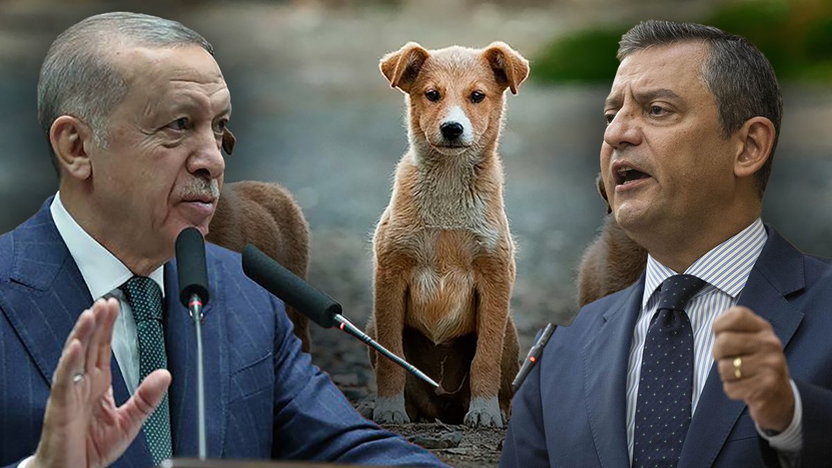 Özel'den Erdoğan'a 'sokak hayvanları' cevabı: Milyonlarca canın katledilmesine izin vermeyiz