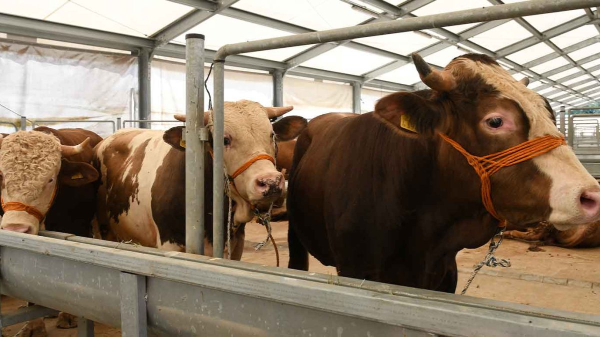 Kurbanlık fiyatları enflasyonu aştı