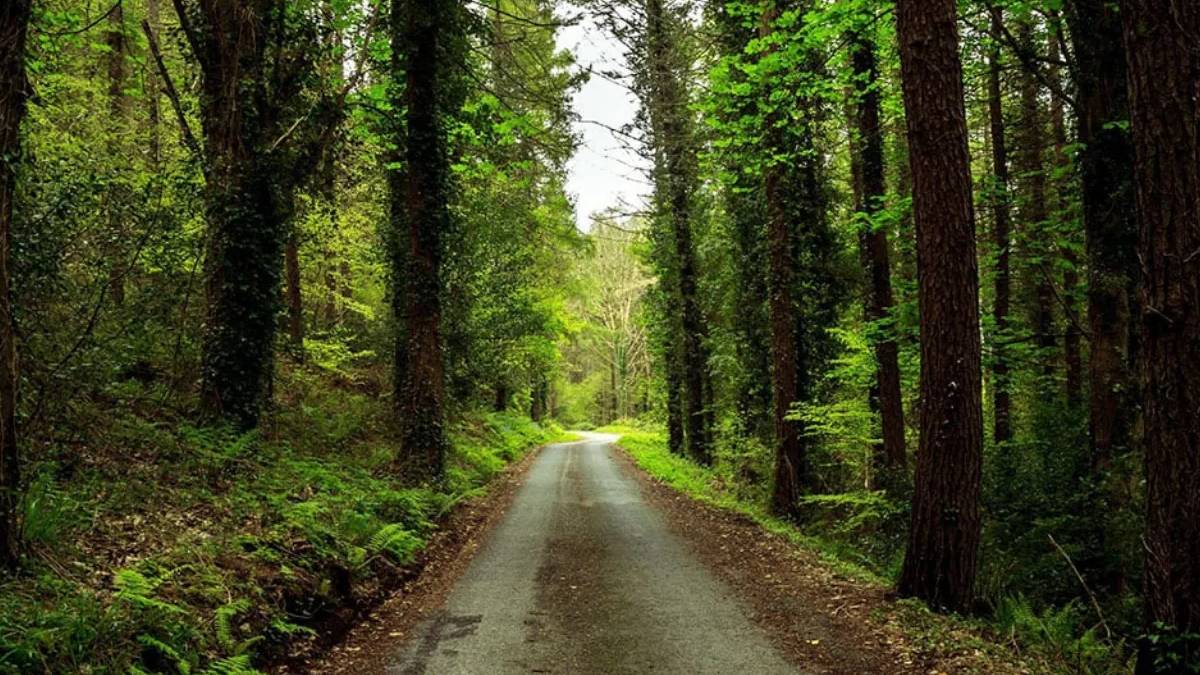 Manisa'da ormanlık alanlara giriş yasaklandı