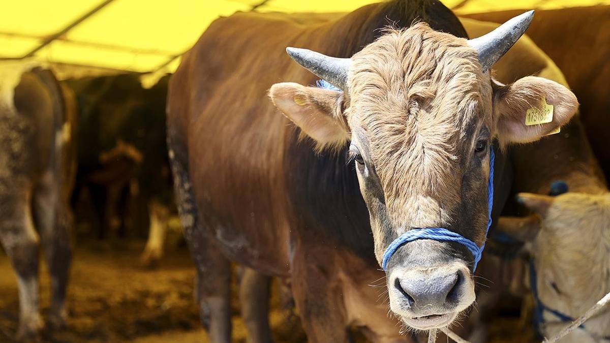 Kurbanlık hayvan fiyatları belli oldu