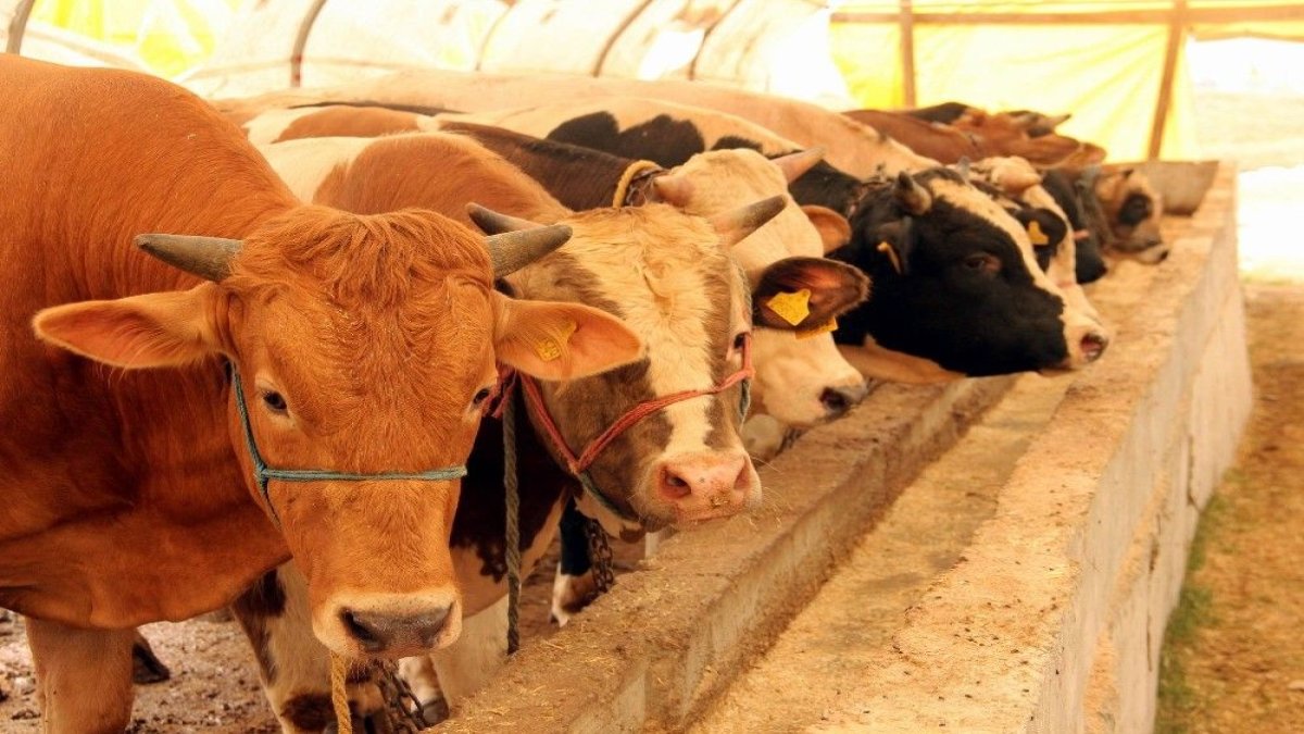 Kurbanlık fiyatları ikiye katlandı: Alıcı da, satıcı da şikayetçi