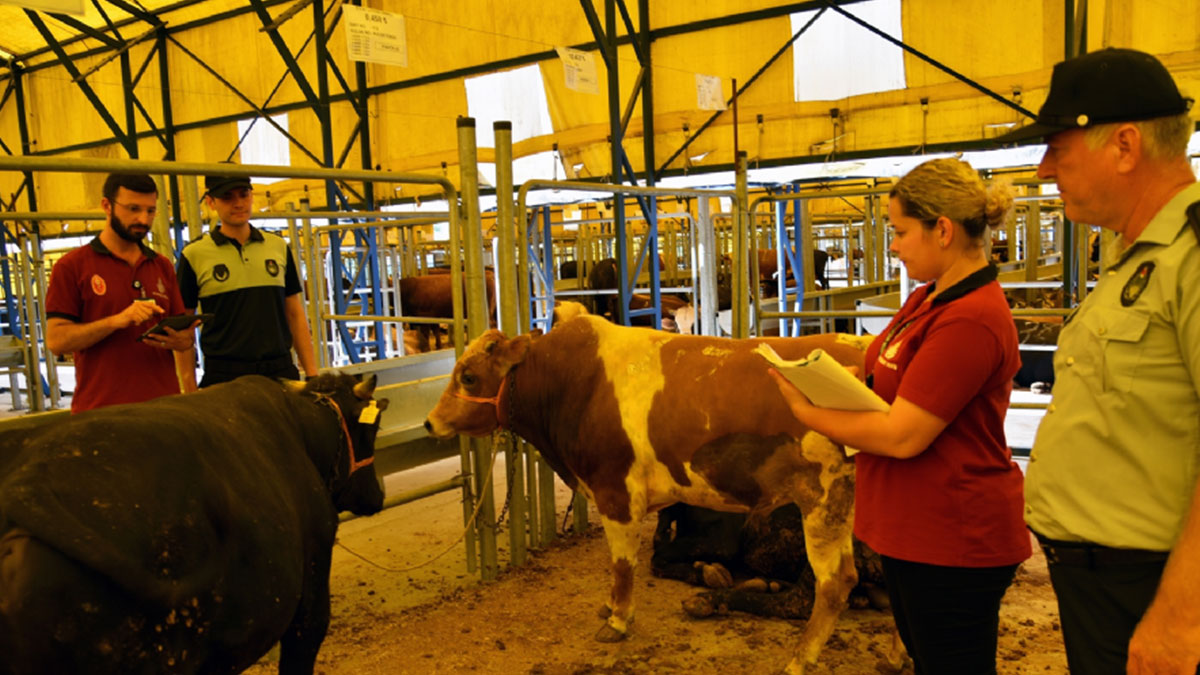 Kurban kesecekler dikkat: 464 bin TL'ye kadar para cezası var! Bu kurallara uymayanlar yandı