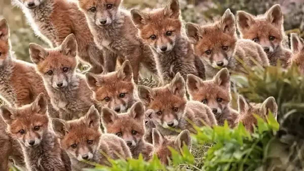 Tilki gibi zekiler bu testi 10 saniyede çözüyor! Dünya’da yalnızca %3’lük kesim sonucu buluyor