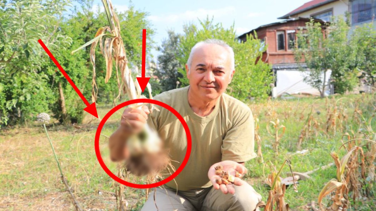 Boyunu gören hormonlu sanıyor ama organik! Tayland'dan getirip bahçesine ekti: İlaçsız susuz yetişiyor