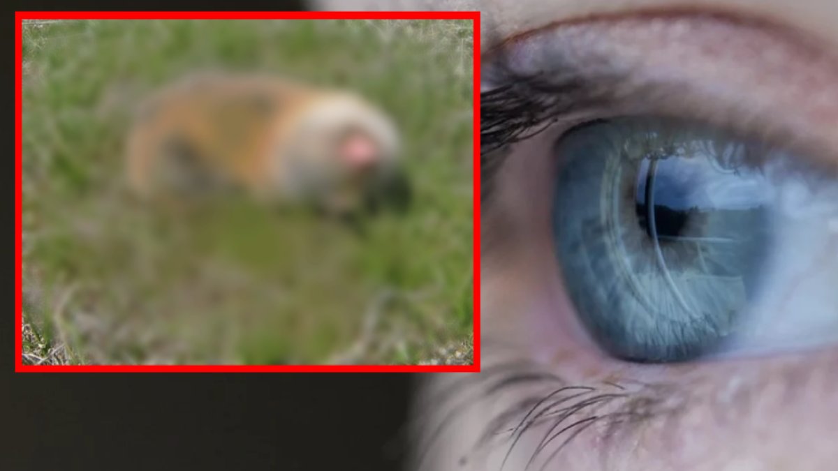 Sütü kör gözü bile açtığına inanılıyor! Bilim insanları bu hayvanın peşinde: Arkeolojik kazılar için ipucu veriyor