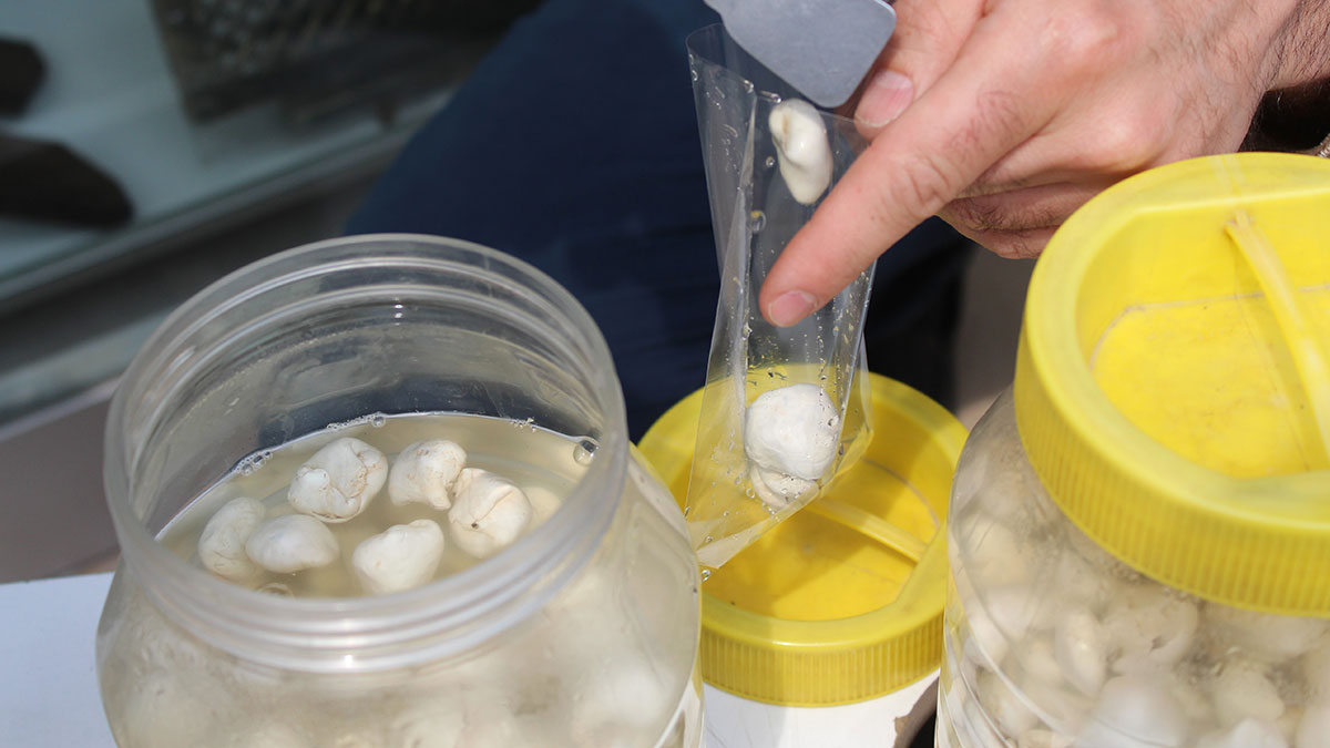 Fiyatı altını geçti: Kilosu 5 bin TL'den satılıyor! Üreticinin yüzü gülüyor, gurbetçilerden yoğun ilgi