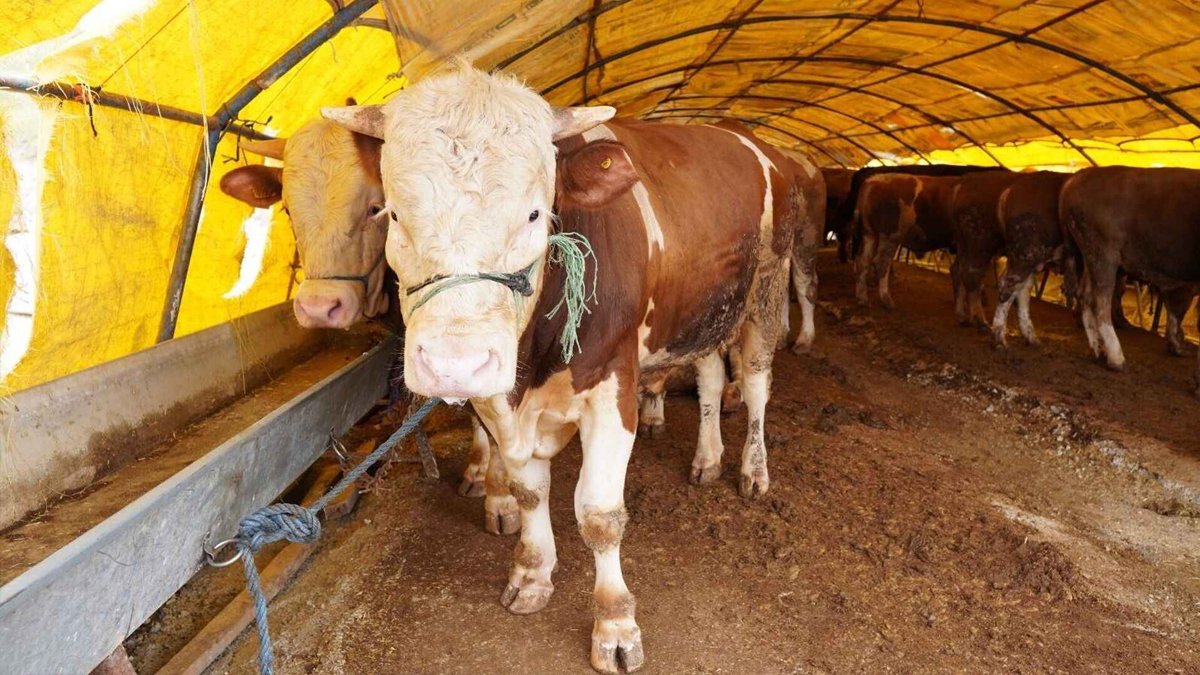 İzmir'de şap alarmı: Kurban satışı yasaklandı