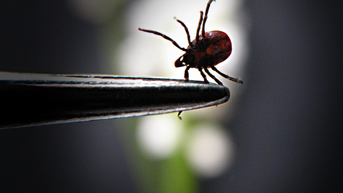 Uzmanlardan kene virüsü uyarısı: Vaka sayısı katlanarak büyüyor