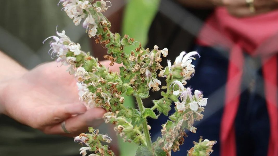 Siirt'teki adaçayını koparana 387 bin lira ceza: Korunmaya alındı