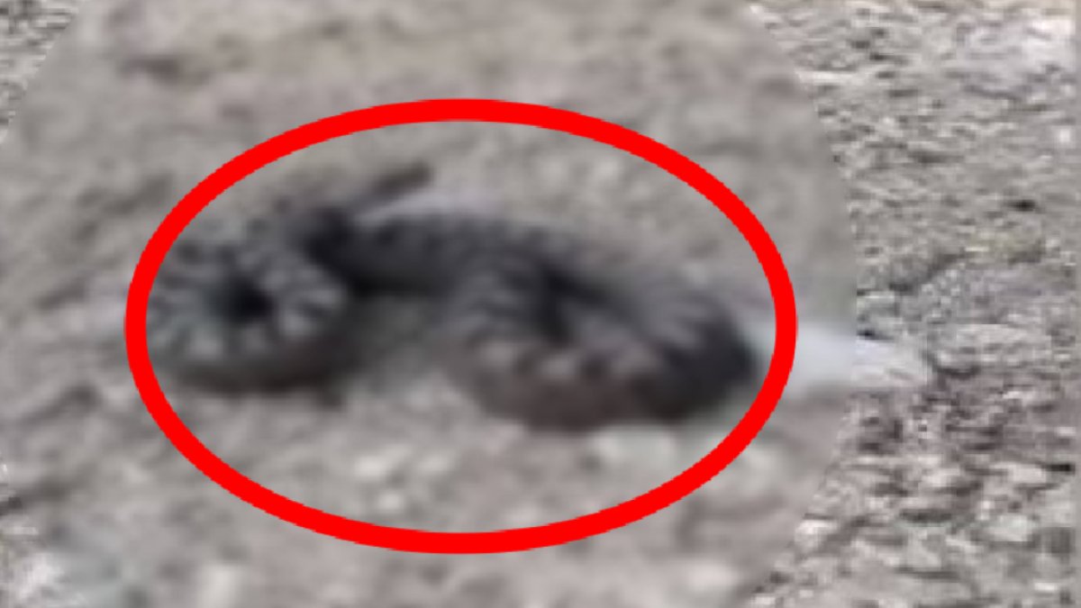 Tek ısırığı Allah'a kavuşturuyor! Dünyanın en zehirli yılanı bir ilimizde daha görüldü