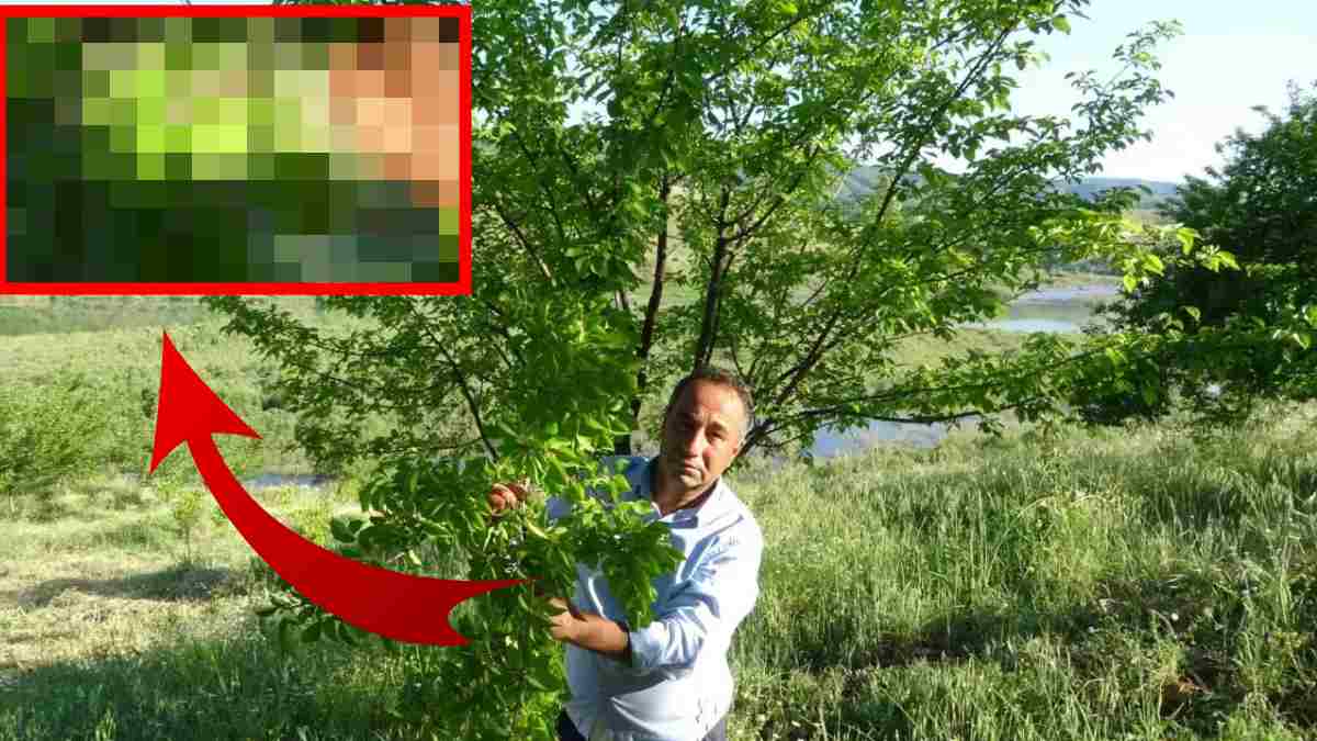 Erik ağacında yetişen şeyi gören hayret ediyor! Yılların çiftçisi şaşkın: ‘Türkiye’de bir benzerinin olduğunu sanmıyorum’