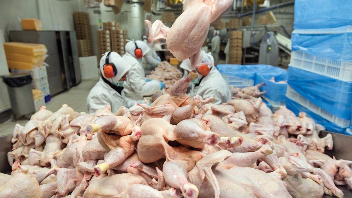 Depoda etiketsiz şekilde saklanmış... Tonlarca kaçak tavuk eti bulundu