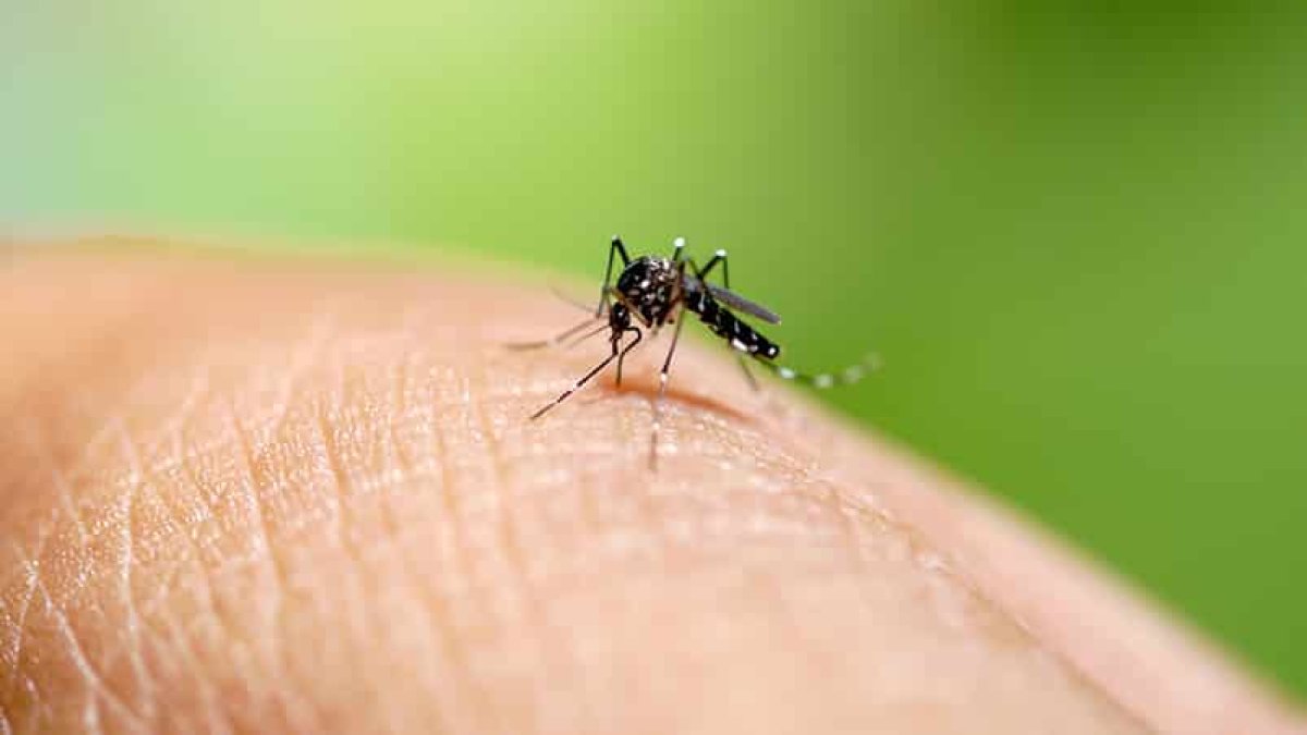 Avrupa'da Asya Kaplan sivrisineği paniği: Yayılmanın sebebi iklim değişikliği