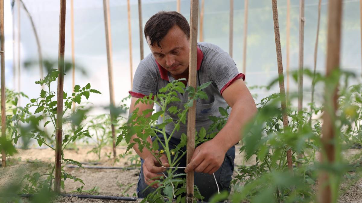 Lavanta üretimi 3 senede 3 katına çıktı