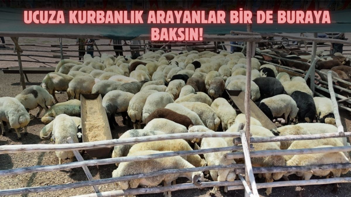 Ucuz kurban almak isteyen buraya gidebilir! Belediye başkanı 'piyasaya inat' dedi, fiyatları duyurdu