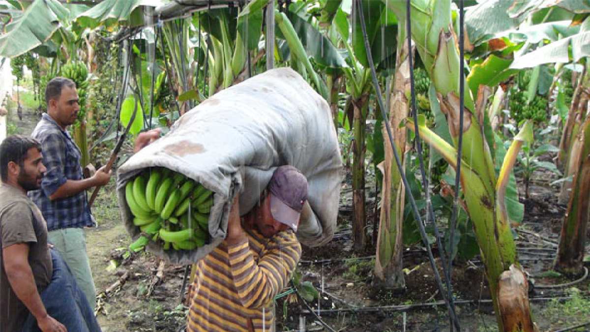 Brezilya'da değil Türkiye'de o ilimizde yetişiyor, kapış kapış gidiyor! 100 dönümlük serada hasat başladı