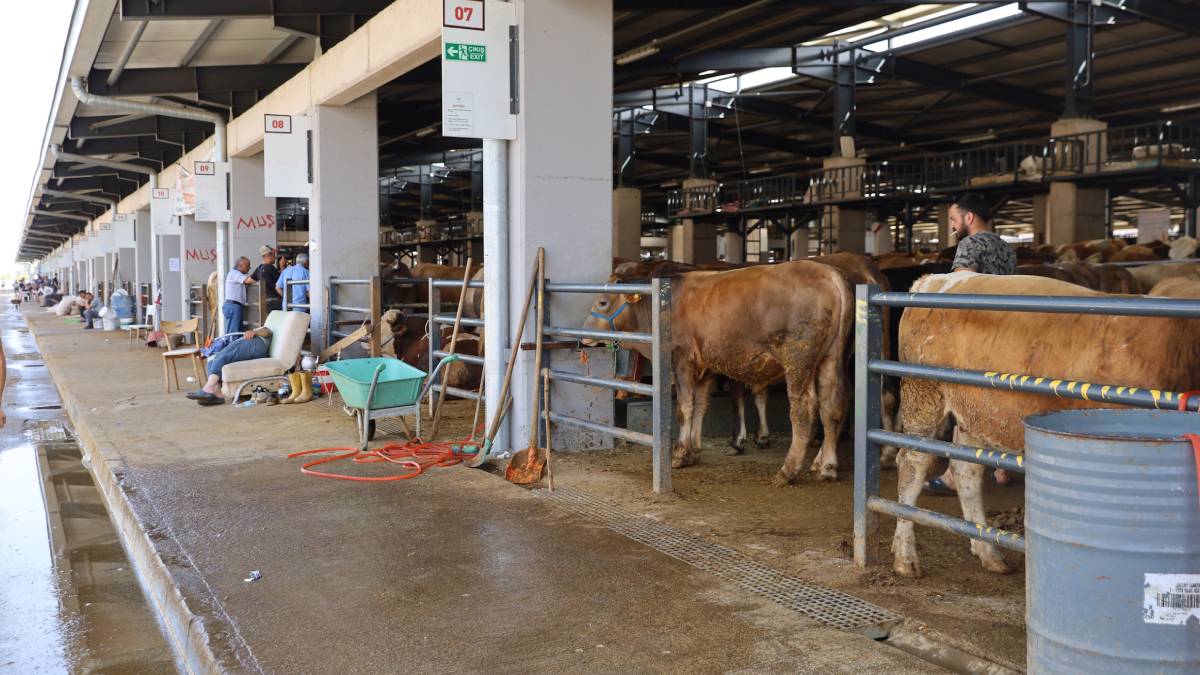 Kurban pazarlarında sinekle mücadele sürüyor