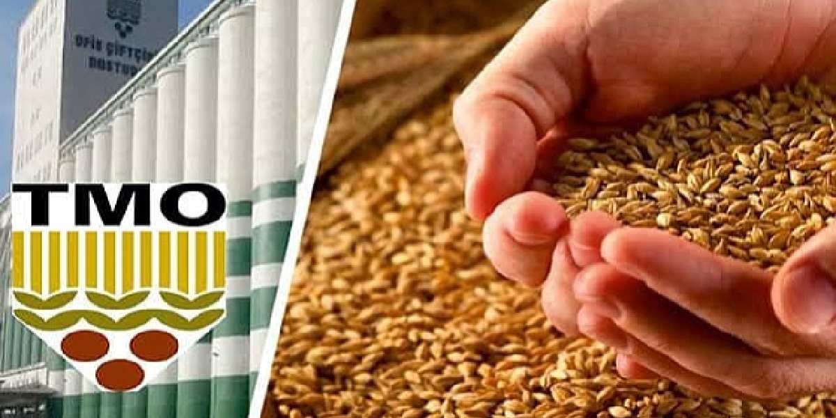 Buğday alım fiyatları yükselecek mi? TMO'dan çiftçilerin beklediği açıklama: Zam geliyor mu?