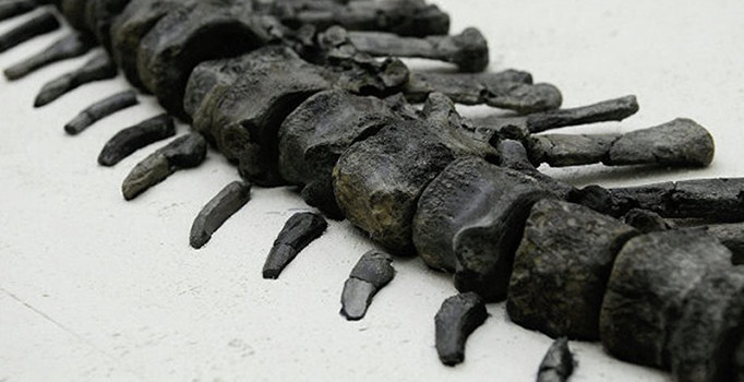 Rusya'da yeni bir dinozor türü bulundu