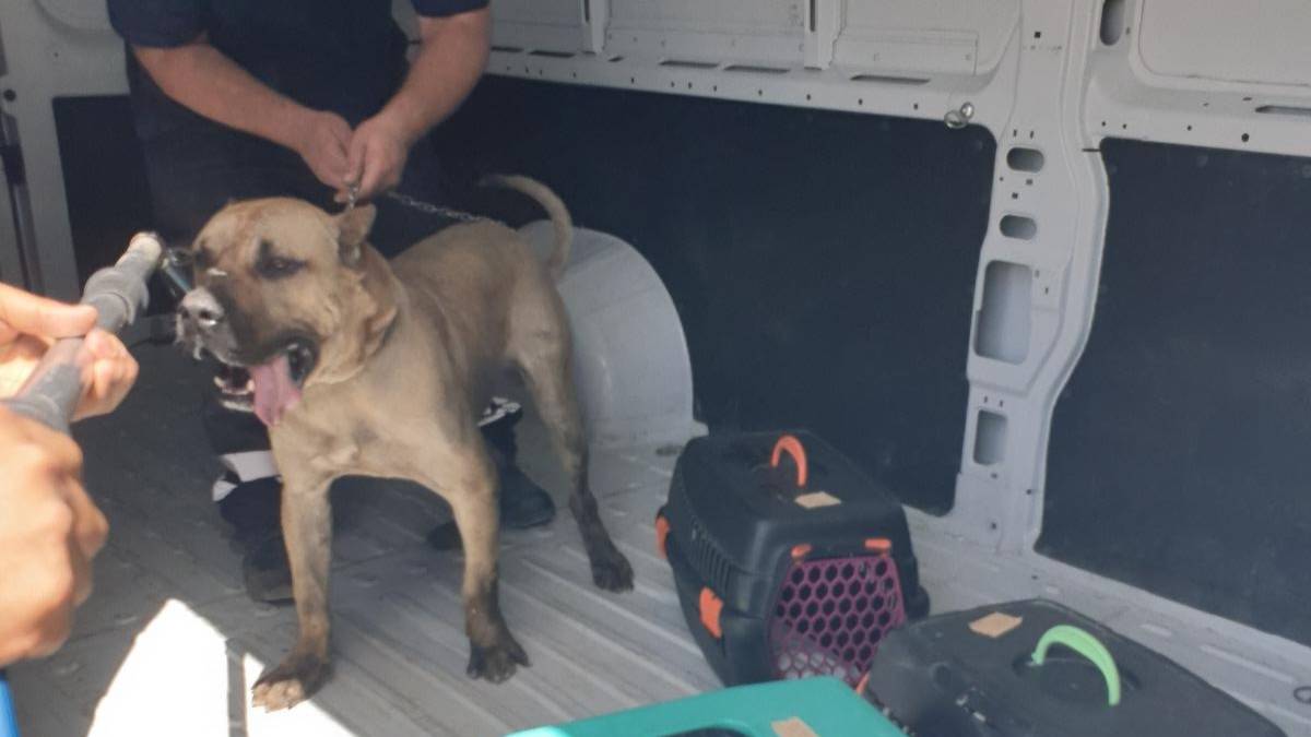 Yangından kurtarılan can dostların bakımı sürüyor