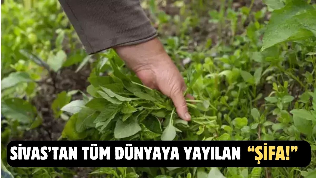 Sivas'tan dünyaya ilaç oluyor! Bulaşıcı ve ölümcül hastalıklara etkisi kanıtlandı: Pazarda yok satıyor