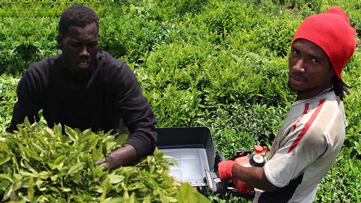 Karadeniz'de çay hasadını Senegalliler yapıyor: Günlük kazançları kişi başı 5 bin 500 TL!