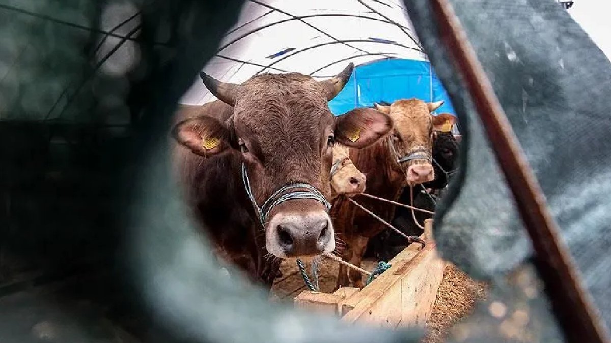 Diyanet İşleri Başkanlığı merak edilen soruları yanıtladı: Kredi kartı ile kurban kesilir mi, nasıl pay edilmeli?