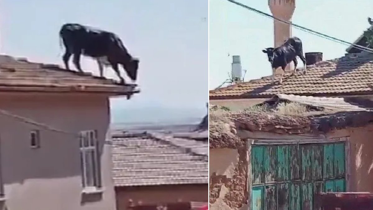 Kesileceğini anlayan boğanın kaçışı: Kurtulmak için çatıya çıktı