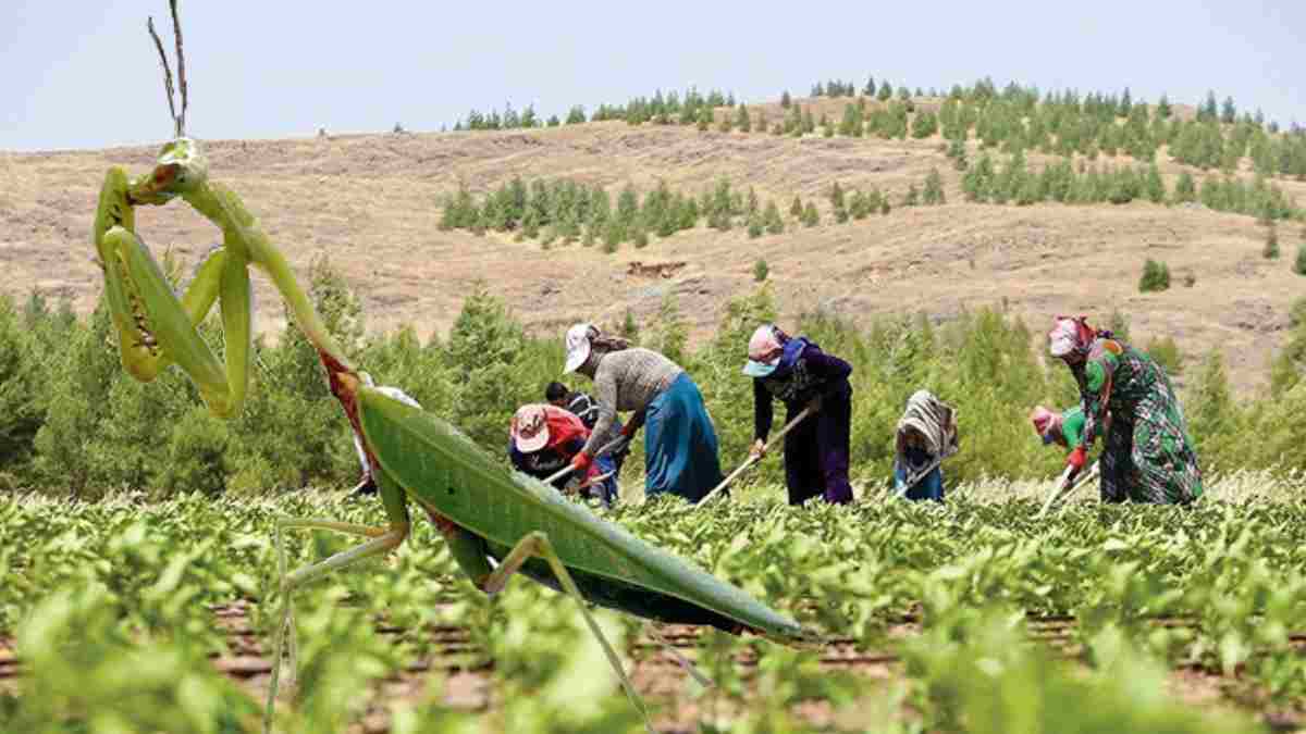 Çiftçiler zararlı sanıp öldürüyor! Kenelerin baş düşmanı, meğer o böcek çiftçilerin en iyi dostuymuş