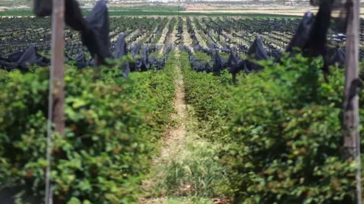 Altından bile fazla kazandıran meyvede hasat başladı! Kilosu 30 dolardan 34 ülkeye gönderiliyor