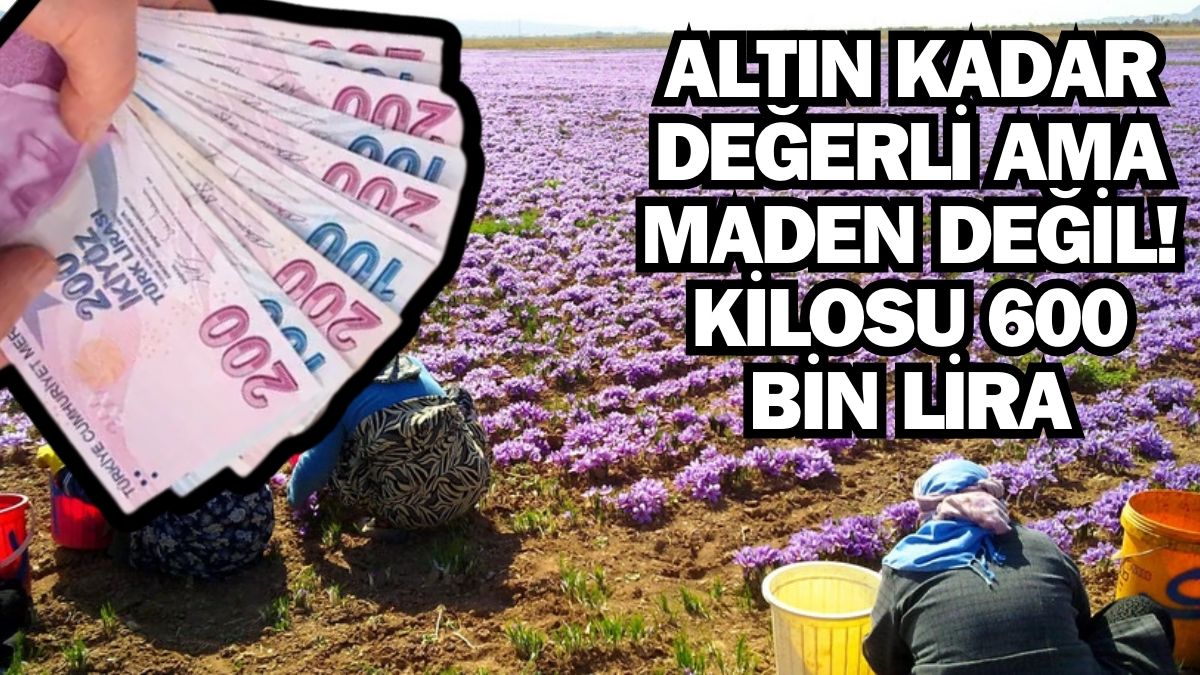 Altından bile pahalı ama maden değil! Doğanın en değerli bitkisi: Kilosu 600 bin liradan şifa deposu