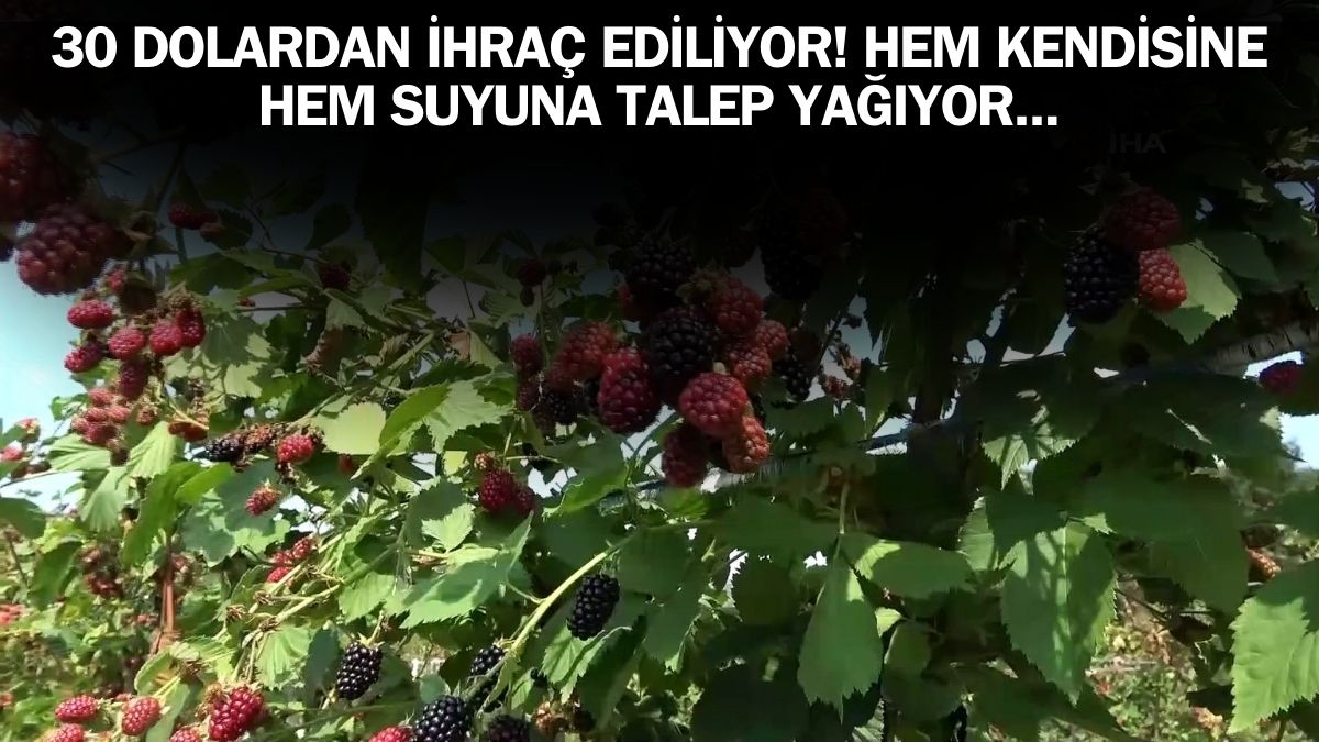 Altın kadar değerli üründe hasat başladı! 30 dolardan ihraç ediliyor! Hem kendisine hem suyuna talep yağıyor...