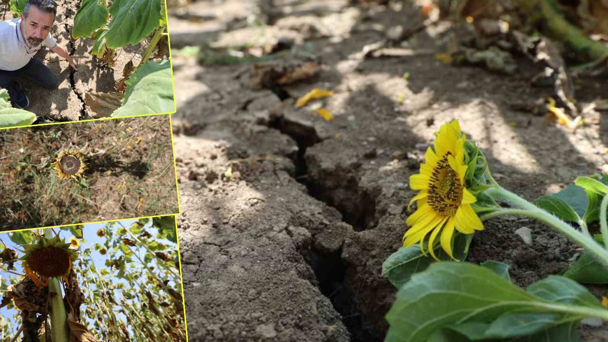 Ağustosta hasadı yapılacaktı... Kavurucu sıcak toprak çatlattı, ayçiçekleri erken kurudu